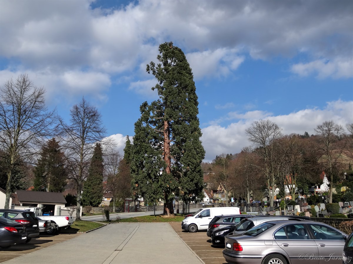1. Neuer Friedhof, Stadtausfahrt Richtung Erbach. 1. Neuer Friedhof, Stadtausfahrt Richtung Erbach.