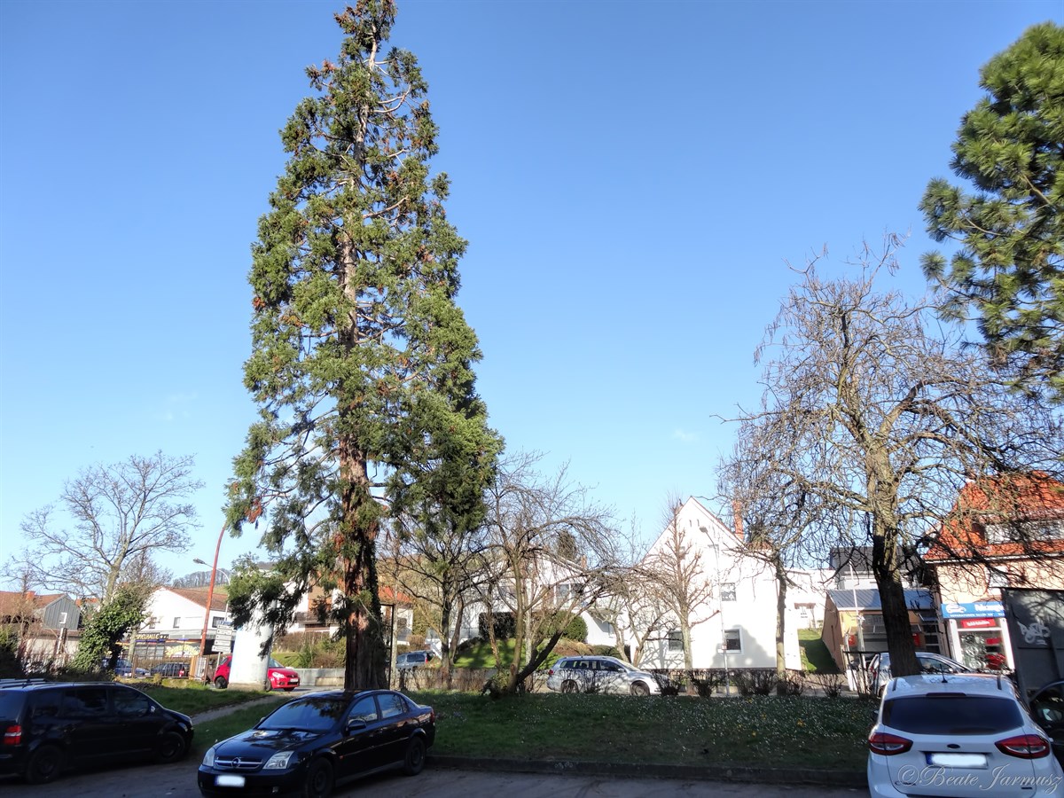 7. Darmstädter Str. 58, neben Winiversum. 7. Darmstädter Str. 58, neben Winiversum.